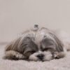 flat750x075f pad750x750f8f8f8 6 - Shih Tzu Gifts