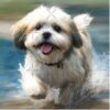 flat750x075f pad750x750f8f8f8 7 - Shih Tzu Gifts